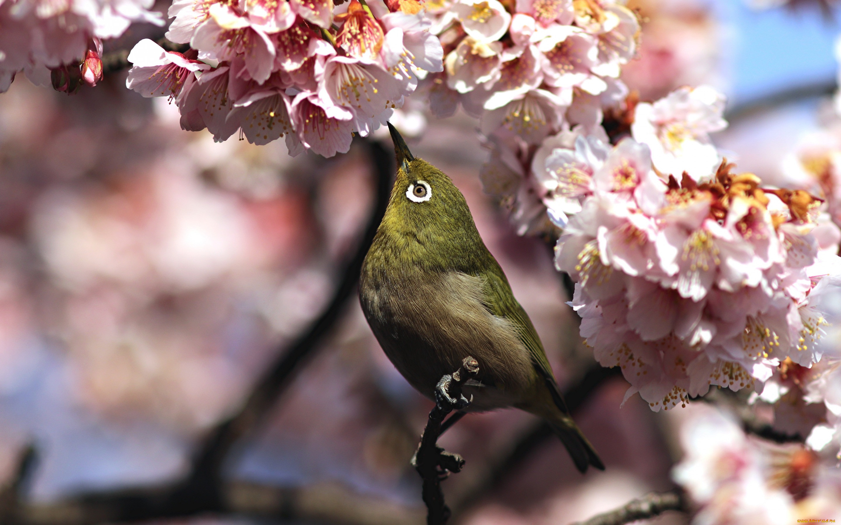 , , , , , white-eye, , , , , 